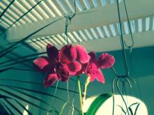 2 purple orcids oct 2014